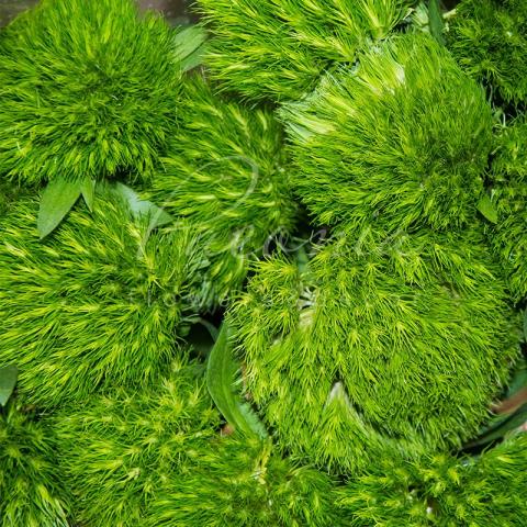 Гвоздика Barbatus Green Wicky 50-55см Гвоздика Barbatus Green Wicky 50-55см