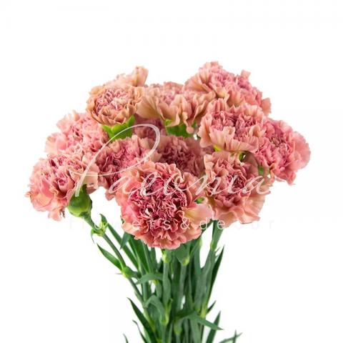 Гвоздика Lege Pink 60см Гвоздика Lege Pink 60см