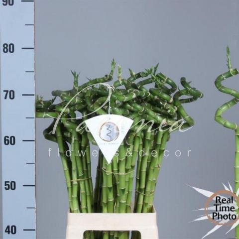 Драцена Lucky Bamboo Spiral 70см