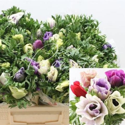 Анемона Mistral Plus Pastel 40см