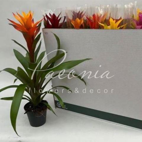 Гузмания 13*65 XXL микс Гузмания 13*65 XXL микс