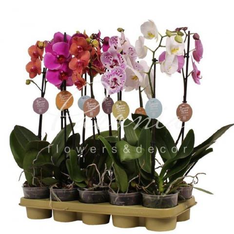 Фаленопсис (орхидея) 12*60 1 ствол Authentic микс (Ter Laak Orchids)