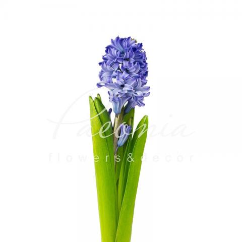 Гиацинт Delft Blue голубой 28см Гиацинт Delft Blue голубой 28см