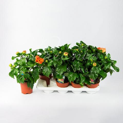 Гибискус 13*35 красный Гибискус 13*35 красный