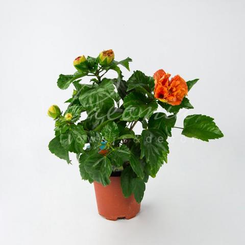 Гибискус 13*35 красный Гибискус 13*35 красный
