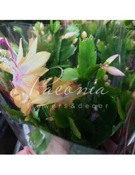 Шлюмбергера 10*30 жовта Шлюмбергера 10*30 жовта