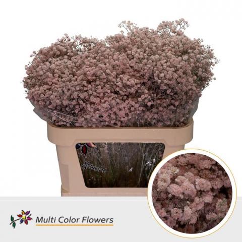 Гіпсофіла Pale Pink фарбована 80см