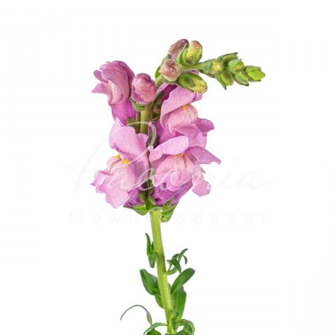 Антірінум Lavender 70см