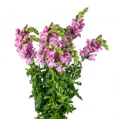 Антірінум Lavender 70см