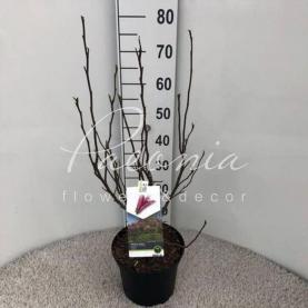 Магнолія 21*75 яскраво-рожева Susan