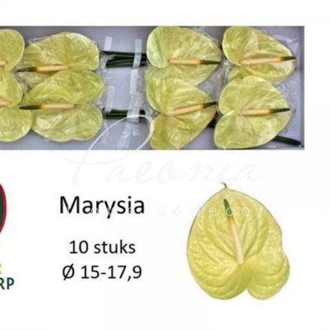 Антуриум Marysia Ø15см
