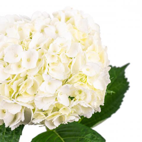 Гортензія Jumbo White 60см Ø24см
