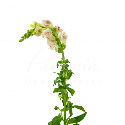 Антирринум Potomac Appleblossom 70см