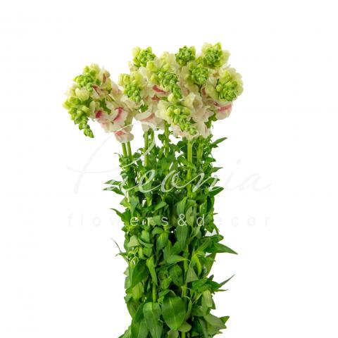 Антирринум Potomac Appleblossom 70см