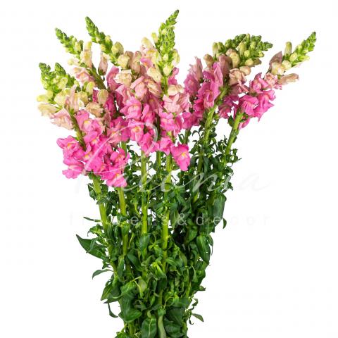 Антірінум Potomac Pink 80см