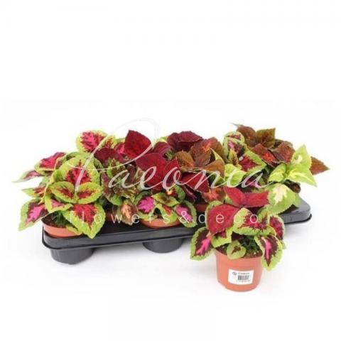 Колеус 10*10 мікс 