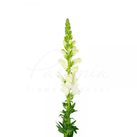 Антирринум Potomac White 75см