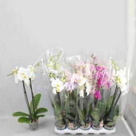 Фаленопсис (орхидея) 12*70 2 ствола микс (Anthura BV) Фаленопсис (орхидея) 12*70 2 ствола микс (Anthura BV)