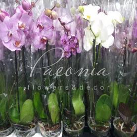 Фаленопсис (орхидея) 12*70 2 ствола микс (Anthura BV) Фаленопсис (орхидея) 12*70 2 ствола микс (Anthura BV)