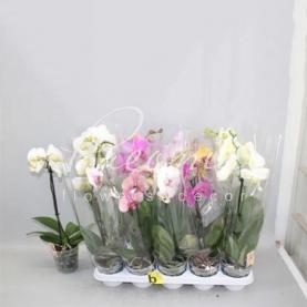 Фаленопсис (орхидея) 12*50 1 ствол микс (Anthura BV) Фаленопсис (орхидея) 12*50 1 ствол микс (Anthura BV)