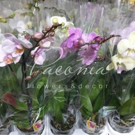 Фаленопсис (орхидея) 12*50 1 ствол микс (Anthura BV) Фаленопсис (орхидея) 12*50 1 ствол микс (Anthura BV)