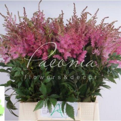Астильба Gloria Purpureа фиолетовая 50см