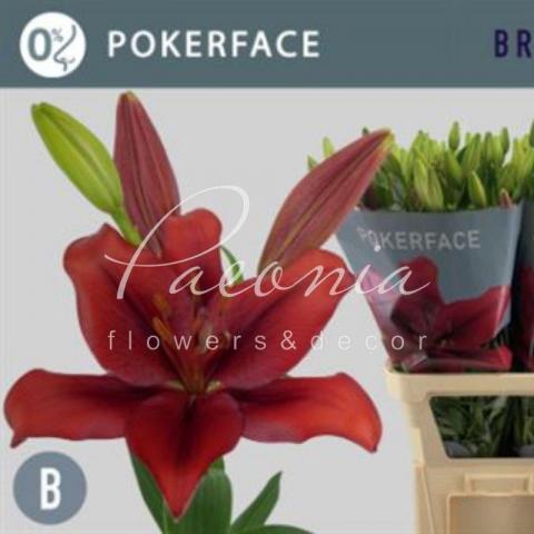 Лілія Pokerface червона 85-90см
