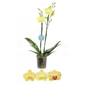 Фаленопсис (орхидея) 12*60 2 ствола желтый микс (Ter Laak Orchids) Фаленопсис (орхидея) 12*60 2 ствола желтый микс (Ter Laak Orchids)