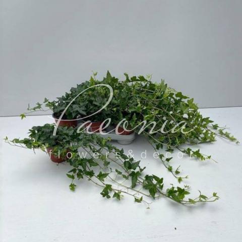 Хедера 12*85 Shamrock