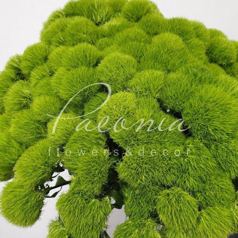 Гвоздика Barbatus Green Trick 60см