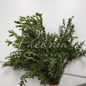Эвкалипт Parvifolia 70см 200гр (цена за 1 пучок)