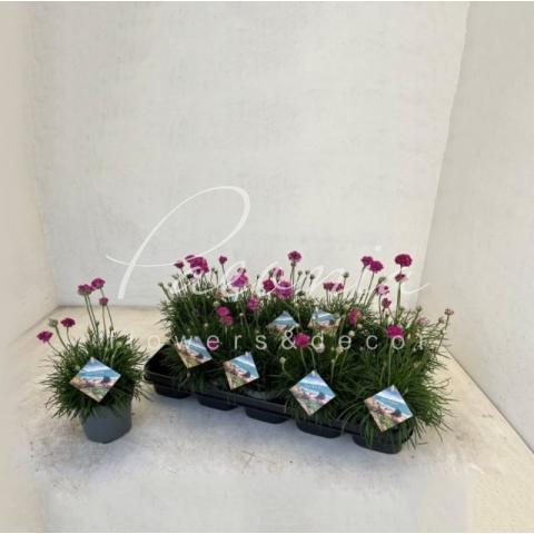 Армерія 12*30 Armada Rose