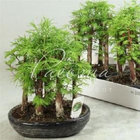 Бонсай 22*30 Pseudolarix в керамике