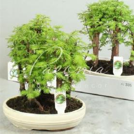 Бонсай 25*30 Pseudolarix в керамике