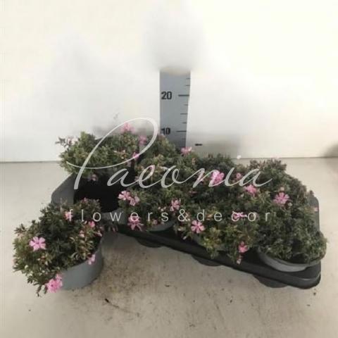 Флокс 13*15 Subulata