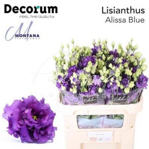 Эустома Alissa Blue 70см