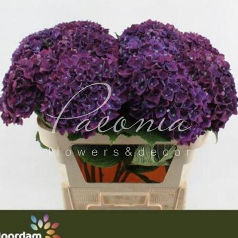 Гортензия Mon Amour Paars 75см Ø20см