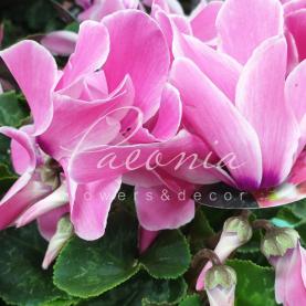 Цикламен 12*30 рожевий Lovely Moments (Decorum)