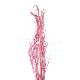 Гревілея фарбована Pink 80см (ціна за 1 пучок)