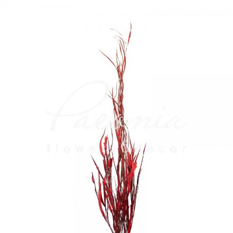 Гревілея фарбована Red 80см 200г (ціна за 1 пучок) Гревілея фарбована Red 80см 200г (ціна за 1 пучок)