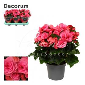 Бегония 13*30 розовая Berseba (Decorum)