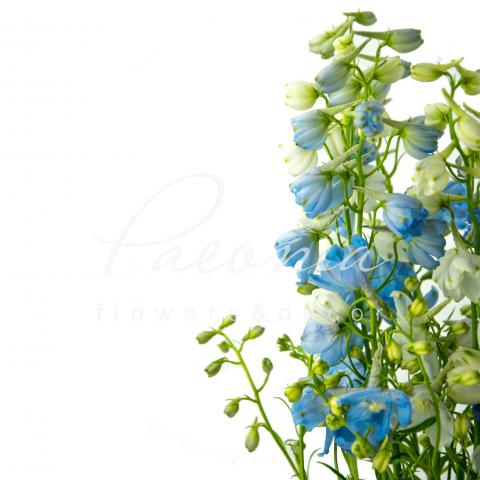 Дельфиниум микс 50см Дельфиниум микс 50см