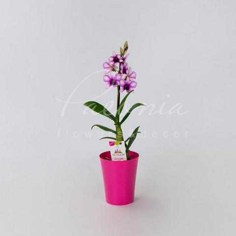 Дендробиум (орхидея) 11*50 Sa-nook Polar Fire