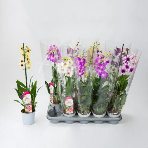 Дендробиум (орхидея) 11*65 Sa-nook микс