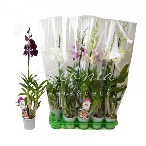 Дендробиум (орхидея) 11*80 Sa-nook микс 