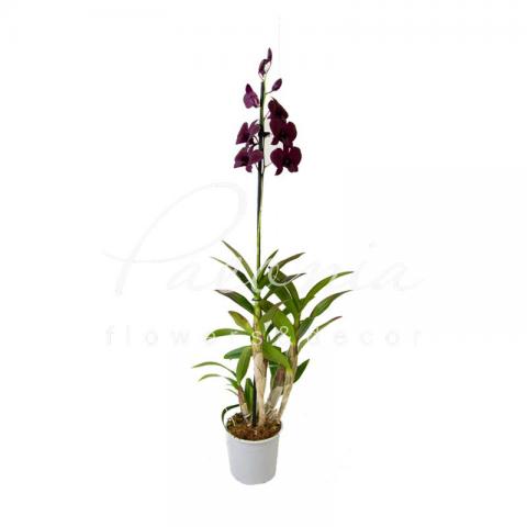 Дендробиум (орхидея) 11*80 Sa-nook микс 