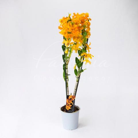 Дендробиум (орхидея) 12*55 Nobile оранжевый Дендробиум (орхидея) 12*55 Nobile оранжевый