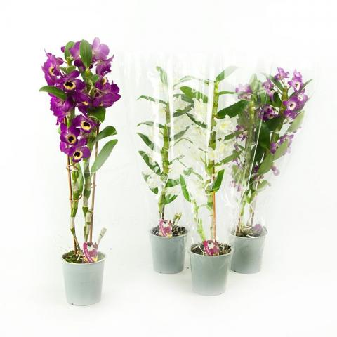 Дендробиум (орхидея) 12*65 Nobile микс