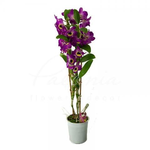 Дендробиум (орхидея) 12*65 Nobile микс
