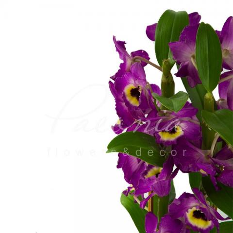 Дендробиум (орхидея) 12*65 Nobile микс